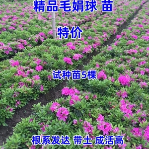 毛杜鹃夏娟毛鹃花苗工程绿化苗毛娟小苗庭院花坛当年开花植物树苗