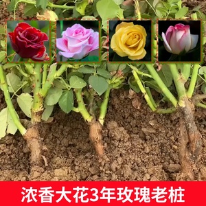 玫瑰基地直发大花玫瑰老桩多色月季老根四季开花庭院蔷薇木本花卉