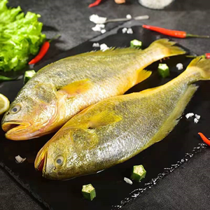2条3斤新鲜大黄花鱼当天海捕黄瓜鱼新鲜冷冻发货丹东海鲜水产