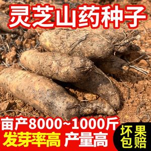 云南灵芝山药种子独苗产地直发1斤3斤5斤8斤非新鲜山药