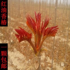 香椿苗食用红油香椿苗绿油香春树苗地栽盆栽南方北方种植庭院阳台