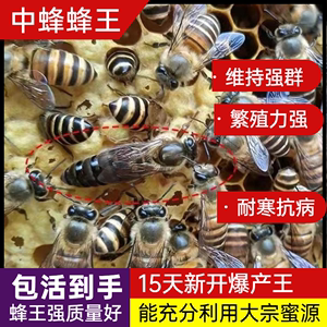 中蜂蜂王种王优质蜜蜂蜂王杂交阿坝红环开产王广东本地土蜂处女王