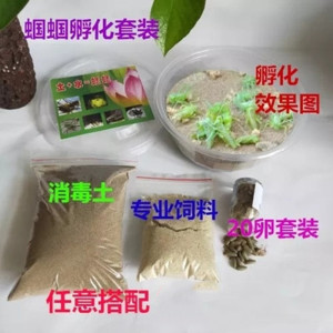 蝈蝈卵孵化卵籽活卵山青绿蝈蝈铁皮活体卵萌动卵饲养孵化饲料套装