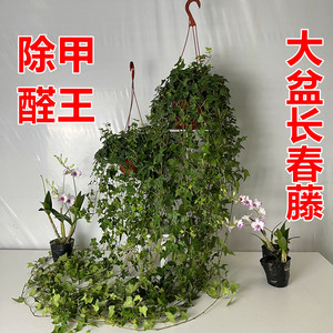 超大号常春藤盆栽室内吊兰垂吊爬藤绿植物长藤绿萝爬墙吸甲醛好养