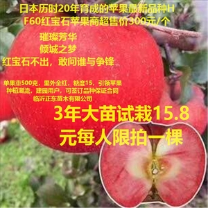 新品种苹果树苗日本红宝石甜苹果苗苹果树盆景富士苹果苗黑钻苹果