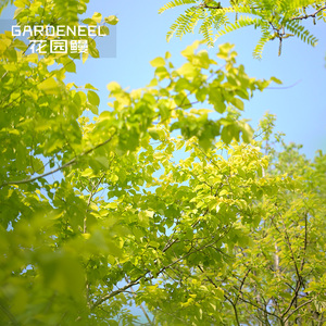 花园鳗金叶榉树黄色观叶乔木彩色庭院主体树耐寒耐热易活盆景苗木