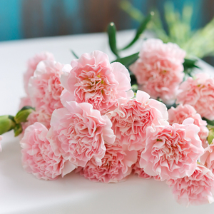 粉色康乃馨鲜花云南直发室内水培客厅插花香石竹鲜切花花束送妈妈