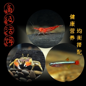 高级活饵小虾小蟹小鱼鱼苗活体狗头鱼活饵雷龙鱼活饵水族活体饲料 阿里巴巴找货神器 高级活饵小虾小蟹小鱼鱼苗活体狗头鱼活饵雷龙鱼活饵水族活体饲料 阿里巴巴找货神器