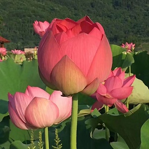 大型观赏荷花种藕苗 莲藕种苗 盆栽荷花种根苗 池塘莲藕苗莲花苗