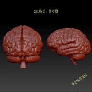 人体器官肌肉大脑713三维立体图圆雕图3d打印STL格式3d模型