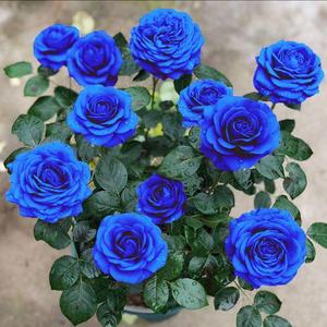 老桩花卉耐寒蓝色路易十四妖姬绿植易活四季阳台开玫瑰花玫瑰盆栽