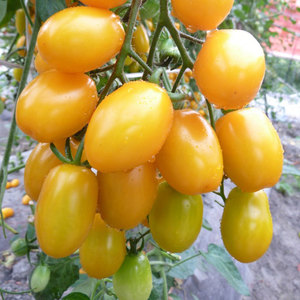 黄玲珑色圣女果种籽苗秧超甜小柿子樱桃番茄盆栽西红柿种四季孑子