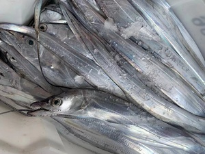 三斤装5-6条舟山海钓小眼整条东海海鲜特产鲜活新鲜带鱼非冷冻
