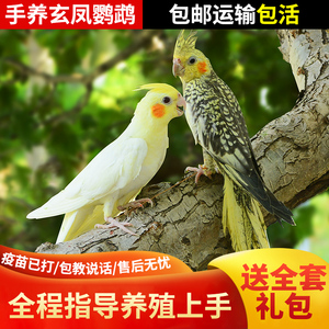 玄凤鹦鹉活体会学说话手养宠物黄化玄凤一对可繁殖鸟活物鹦鹉活鸟