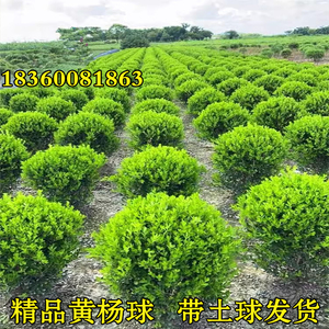 小叶瓜子黄杨球独杆树苗球形植物四季常青冬青庭院篱笆盆景造型球