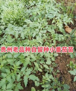 贵州农村野生小番茄种子农家老品种酸味炒家常菜小时候的家乡味道