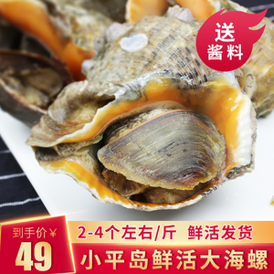 海螺鲜活大连红里螺2-4个大海螺鲜活超大海螺肉即食刺身海鲜水产