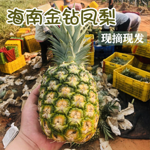 菠萝凤梨都乐金钻特级积水海南芒果现摘现发手撕尤雅佳农新鲜菠萝