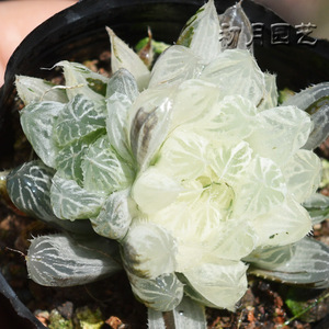 白斑玉露多肉植物雨露肉肉办公室植物室内盆栽花卉锦有一物一拍 阿里巴巴找货神器
