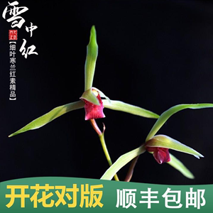 细叶寒兰雪中红秋冬季带花苞名贵兰花苗草室内阳台花卉绿植物浓香