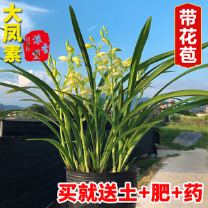 兰花苗大凤素建兰四季兰国宝级直销带花苞绿植物兰草花卉盆栽好养