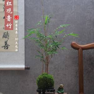 红观音竹苔玉水培苔藓球植物竹子球型办公桌水养绿植四季常青盆景