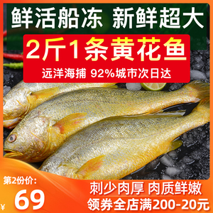 海捕大黄花鱼新鲜海鲜黄鱼水产鲜活冷冻海鱼大鱼两斤一条大黄花鱼