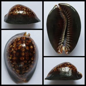 龟甲宝螺107289 H119 70.8mm F++ 45y 水管有磕 水族装饰海螺贝壳