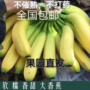 新鲜云南高山威尼斯绿皮甜大香蕉当季水果自然熟大芭蕉包邮