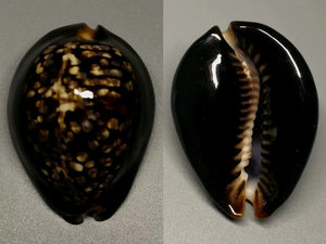 印尼龟甲宝螺 49.85mm（mini，厚重，高品质） 朋友代售，不议价