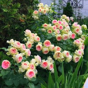 英国玫瑰绒球门廊大花浓香月季花苗四季开花阳台庭院花镜植物耐热