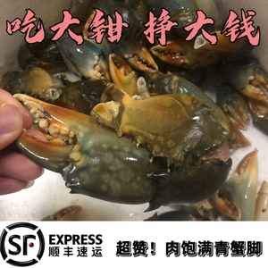 超大鲟脚新鲜冰冻青蟹蟹钳1斤 冷冻螃蟹脚钳子肉肥香甜顺丰青蟹包