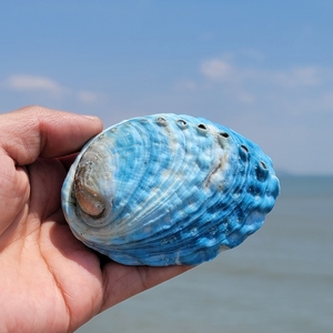 天然大海螺贝壳新西兰梦幻蓝色鲍鱼壳标本收藏不染色不掉色鱼缸造