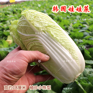 韩国上汤娃娃菜种子 18厘米小株型袖珍大白菜 秋蔬菜种籽四季包邮