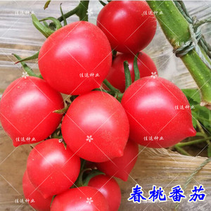 春桃小番茄柿种子红色樱桃圣女果酸甜可口非转基因优质蔬菜种籽孑