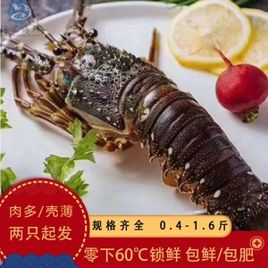 东山海鲜龙虾鲜活小青龙水产大龙虾海虾超大花龙虾0.3-1.5斤海捕