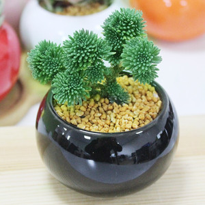 多肉植物新款稀有品种球松进口小贵货清棚四季含盆土名贵室内粉爪 阿里巴巴找货神器