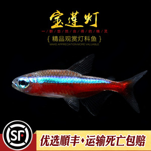 宝莲灯鱼淡水草缸热带鱼水族小型观赏鱼群游宠物新日光红莲灯科鱼