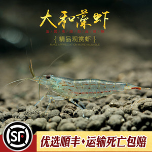 大和藻虾大河藻虾大和沼虾台湾进口工具虾观赏米虾除藻清洁淡水虾