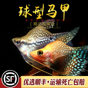 黄金珍珠马甲鱼热带观赏宠物鱼曼龙球型波子鱼草缸淡水活体小型鱼