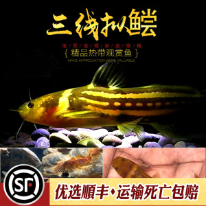 三线拟鲿鱼原生三线猫鱼稀有物种冷水鱼小型鲶鱼淡水观赏鱼活体鱼