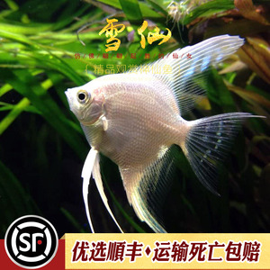 雪仙燕鱼红眼黑眼雪白子仙热带观赏水草缸伴侣白神仙燕鱼宠物活体
