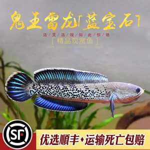 鬼王雷龙蓝宝石K流域巴卡二型精品易养活彩虹蓝帆奶茶热带鱼活体