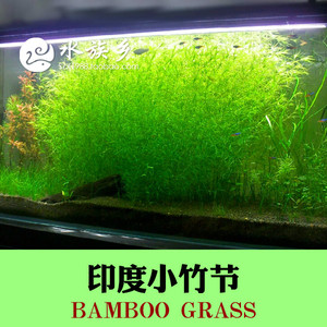 印度小竹节草中后景懒人新手造景虾缸躲避真金鱼藻阴性水草缸活体 阿里巴巴找货神器