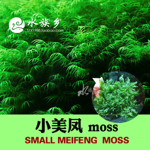 [水族乡]小美凤 迷你美凤水草moss 网片定植虾缸水草缸凤尾莫丝