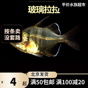 玻璃拉拉鱼扯旗北京小型草缸观赏鱼淡水新手耐养热带鱼群游南美
