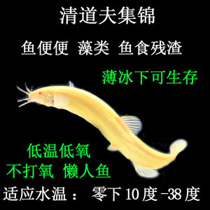 观赏鱼冷水鱼清洁鱼工具鱼练手鱼黄金泥鳅活体金龙鳅清道夫包邮