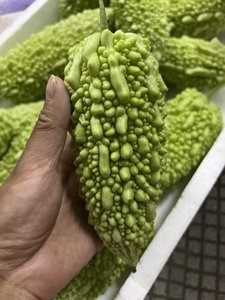 南澳珠瓜潮汕白珠苦瓜露天种植蔬菜现摘果实可刺身即食用10斤一箱