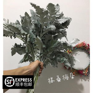 银叶菊云南昆明鲜花百搭银叶菊配花银叶菊鲜切花配草直批捧花配草