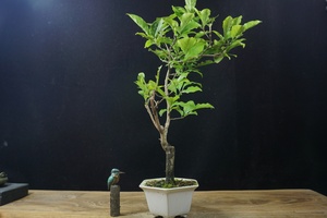 『禾园』日本老鸦柿杨贵妃小品小型盆景盆栽